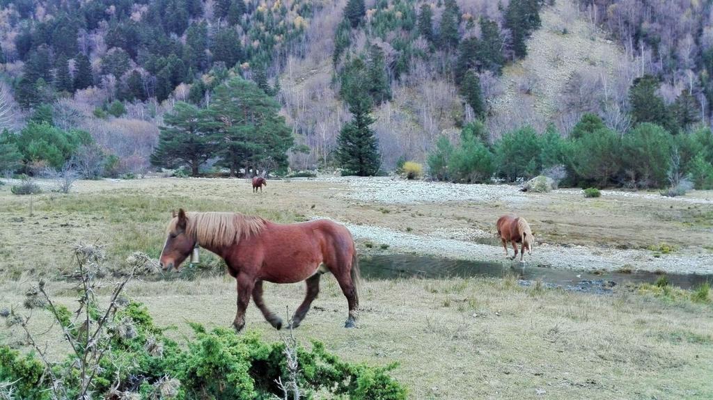 Sisquet Apartaments Erill la Vall Exterior foto